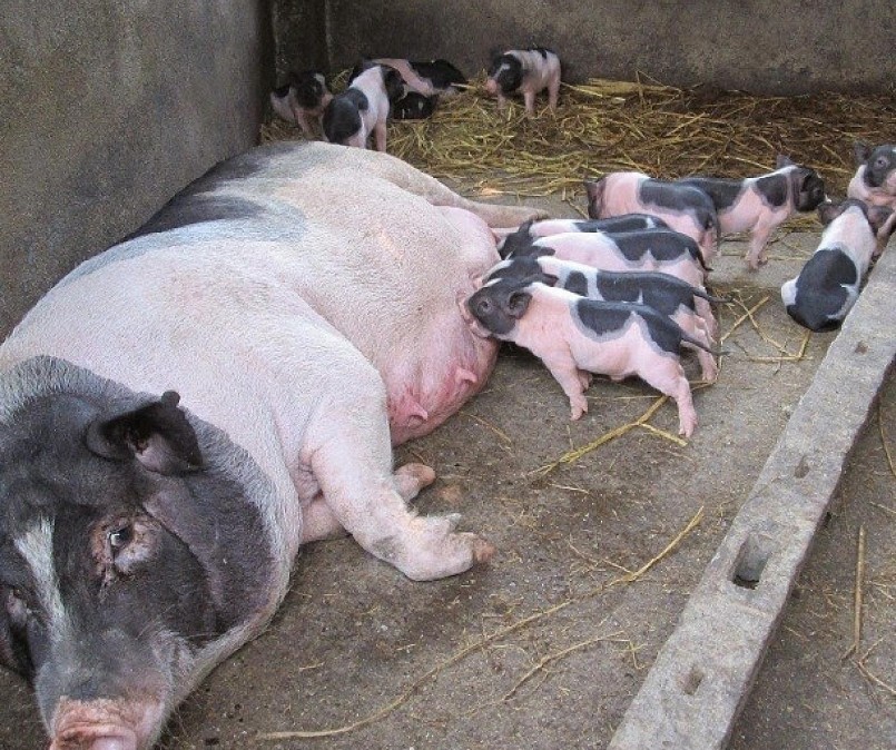 Tối ưu hóa sự thoải mái cho heo nái.