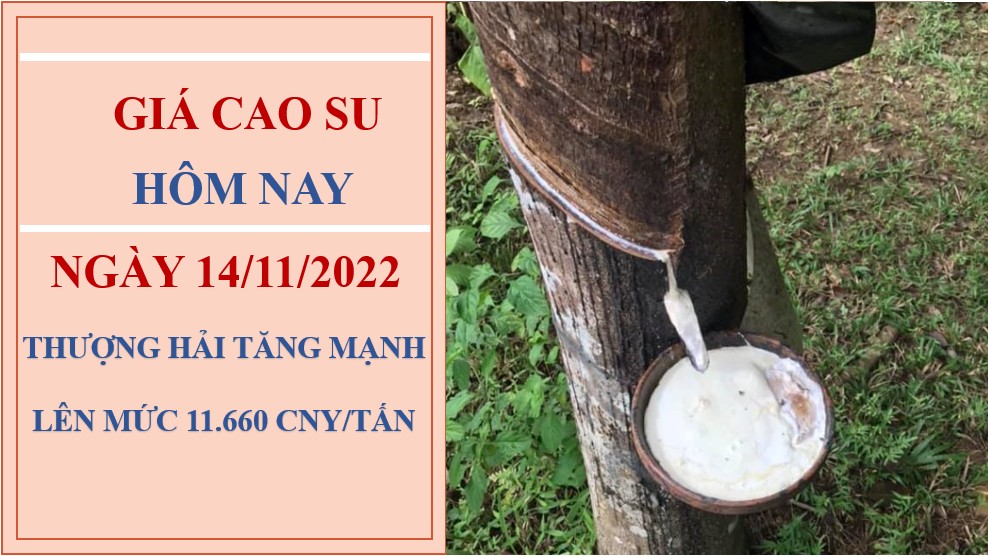 Giá cao su hôm nay 14/11/2022: Đồng loạt tăng tại các sàn châu Á