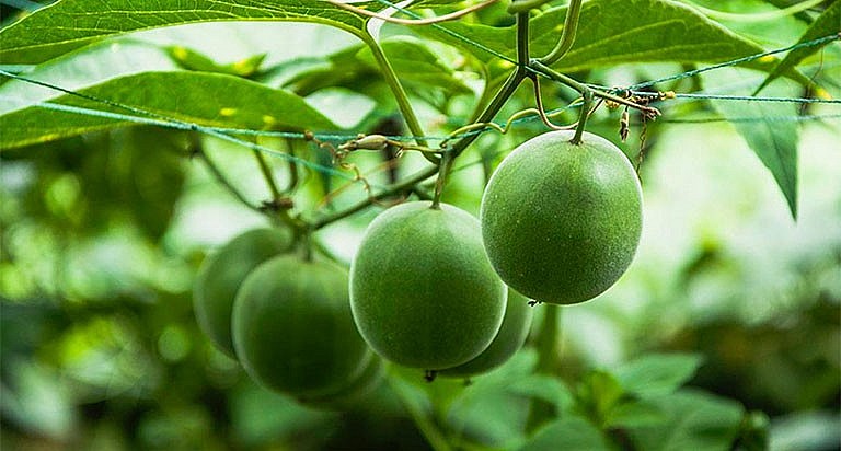 Quả hoang dại xưa đầy hàng rào nay thành đặc sản được săn lùng Quả hoang dại xưa đầy hàng rào nay thành đặc sản được săn lùng