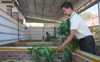 Người nuôi dế “khùng” nhất vùng biên bỗng trở thành "triệu phú dế" ở tuổi 42