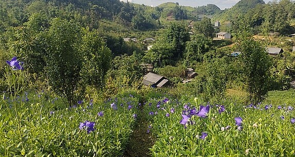 Không chỉ cho thu nhập cao, cây dược liệu còn thúc đẩy nông dân vùng cao sản xuất theo hướng hữu cơ, sinh thái. 