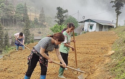 Nông dân Bắc Hà làm đất để trồng cây dược liệu.