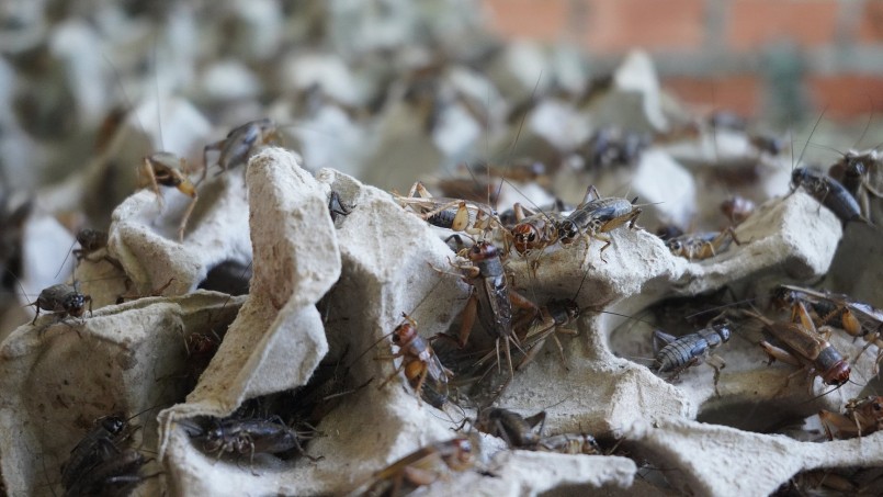 Dế có tuổi thọ chỉ khoảng 2 tháng Dế có tuổi thọ chỉ khoảng 2 tháng