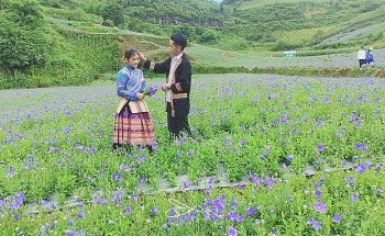 Cánh đồng dược liệu hữu cơ ở Lào cai đẹp lung linh, thu tiền rủng rỉnh