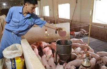 Giá thức ăn chăn nuôi chưa thể hạ nhiệt trong năm 2023