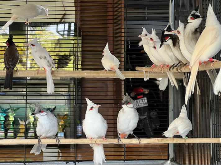 Chàng trai miền Tây sở hữu “báu vật”  biết hót, thu 3 tỷ đồng/năm