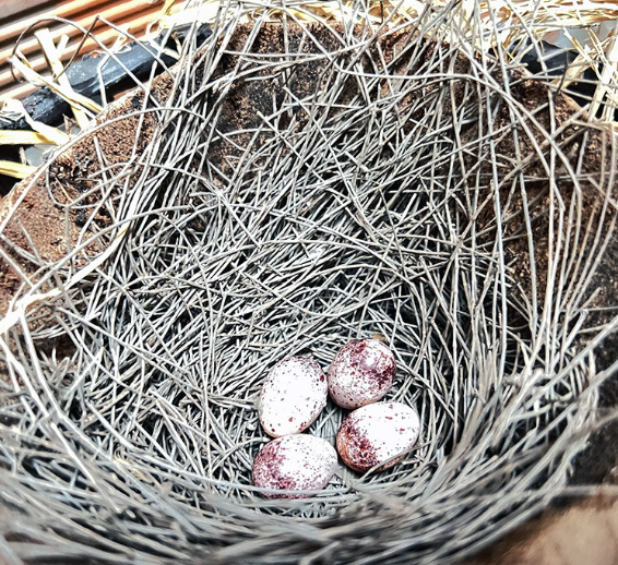 Chàng trai miền Tây sở hữu “báu vật”  biết hót, thu 3 tỷ đồng/năm