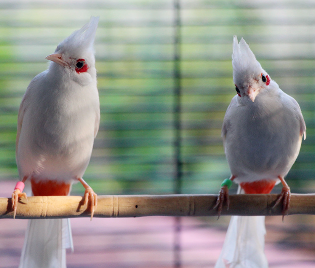 Chàng trai miền Tây sở hữu “báu vật”  biết hót, thu 3 tỷ đồng/năm