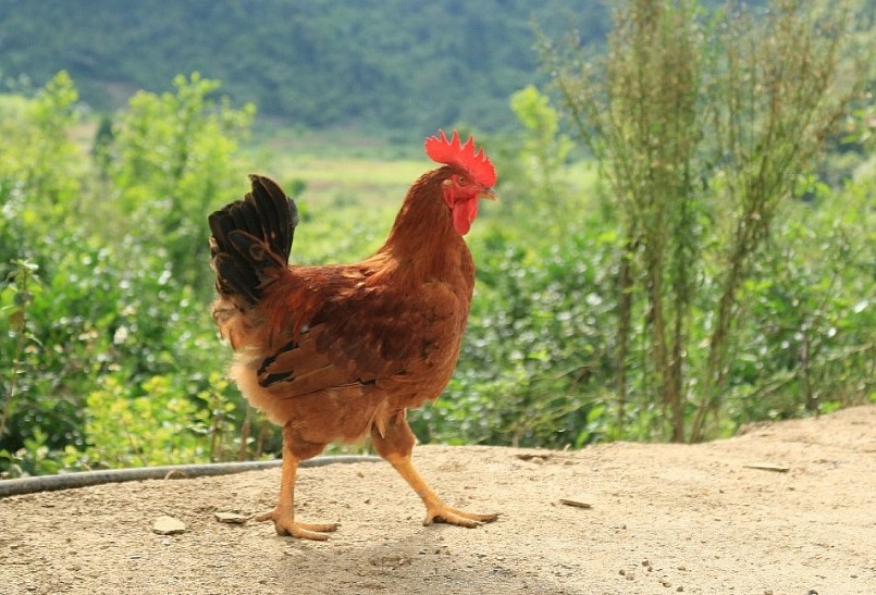 mỗi năm HTX Trần Phú đưa ra thị trường khoảng 40 tấn gà thương phẩm.