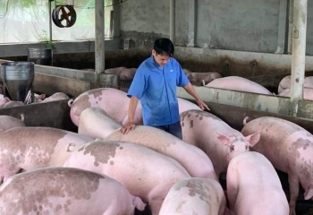 Dự báo giá heo hơi ngày 15/11: Bật tăng trở lại, vượt mức 58.000 đồng/kg