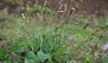 Rau xưa mọc hoang, nghe tên đã chảy nước miếng, nay thành đặc sản 80.000 đồng/kg