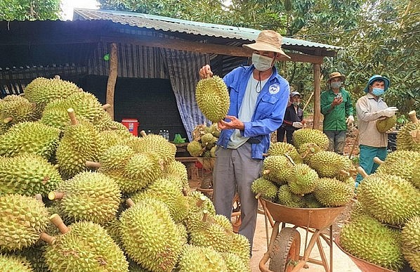 hiện tại chỉ có 3% trên tổng số diện tích sầu riêng của Việt Nam được cấp mã vùng trồng. hiện tại chỉ có 3% trên tổng số diện tích sầu riêng của Việt Nam được cấp mã vùng trồng.