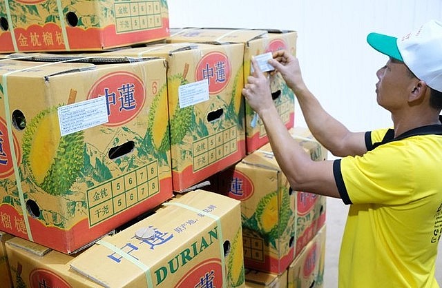 Đóng gói sầu riêng để xuất khẩu. Đóng gói sầu riêng để xuất khẩu.