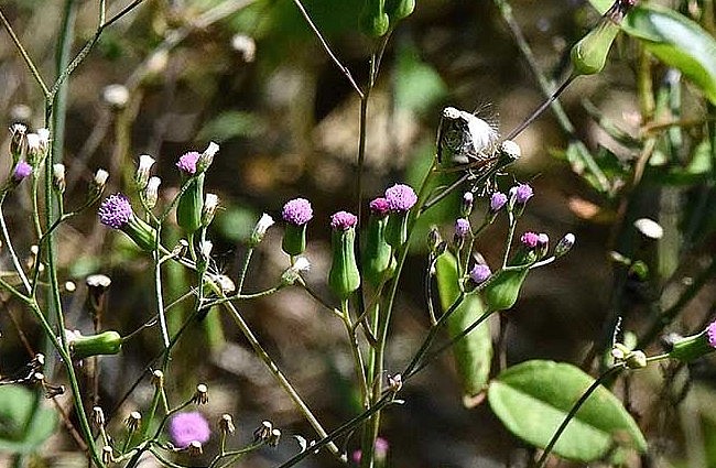 Hoa của rau chua lẻ