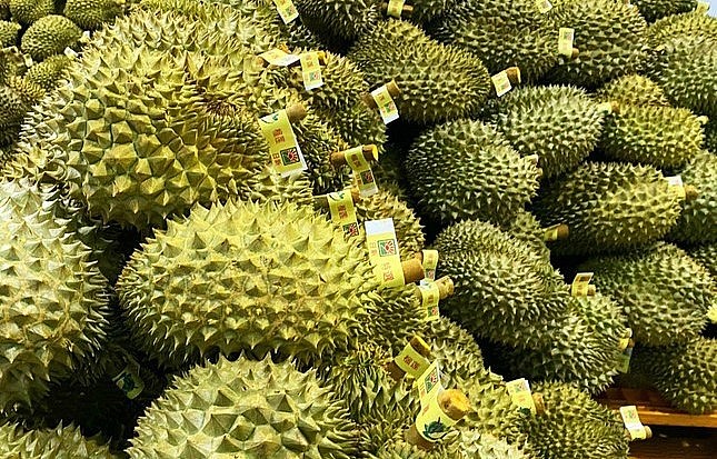 Loại sầu riêng đạt quy chuẩn xuất khẩu. Loại sầu riêng đạt quy chuẩn xuất khẩu.