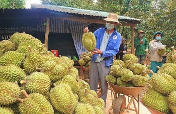 Xuất khẩu sầu riêng sang Trung Quốc, động thái lạ của Thái Lan và những cảnh báo