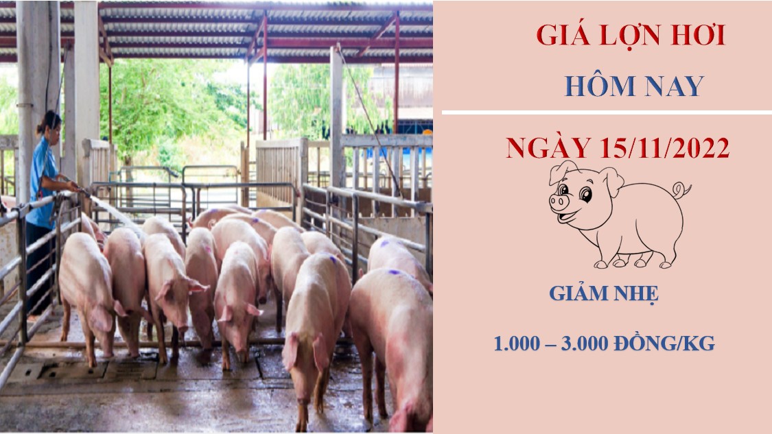 Giá heo hơi hôm nay 15/11/2022: Giảm nhẹ từ 1.000 - 3.000 đồng/kg tại ba miền