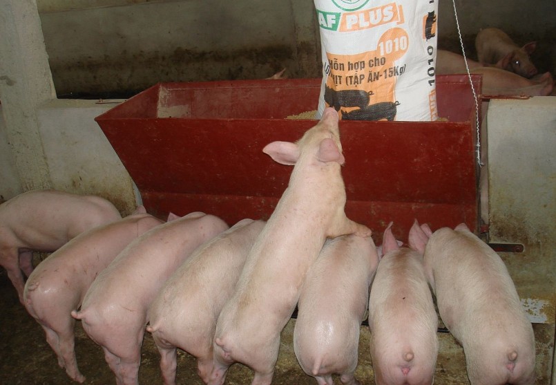 Các công ty thức ăn chăn nuôi tiếp tục tăng giá, khiến người nuôi heo khó khăn hơn.