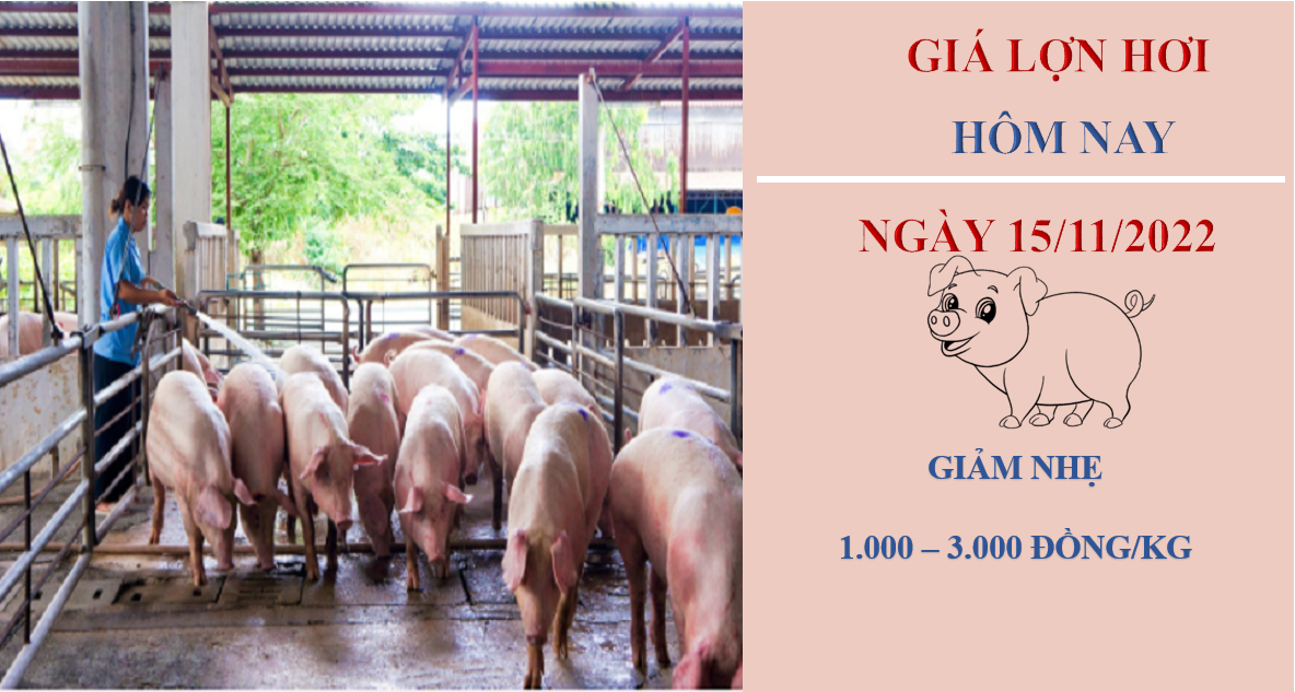 Giá heo hơi hôm nay 15/11/2022: Giảm nhẹ từ 1.000 - 3.000 đồng/kg tại ba miền Giá heo hơi hôm nay 15/11/2022: Giảm nhẹ từ 1.000 - 3.000 đồng/kg tại ba miền