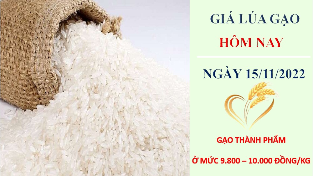 Giá lúa gạo hôm nay 15/11/2022: Duy trì mức ổn định