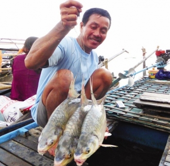 Loài “mỹ ngư” kêu cóc cóc cóc, xưa giá rẻ nay nổi tiếng đắt đỏ 450.000 đồng/kg