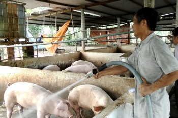 Giá heo hơi tiếp đà giảm, người nuôi lấy công làm lãi hay “treo chuồng” thất nghiệp