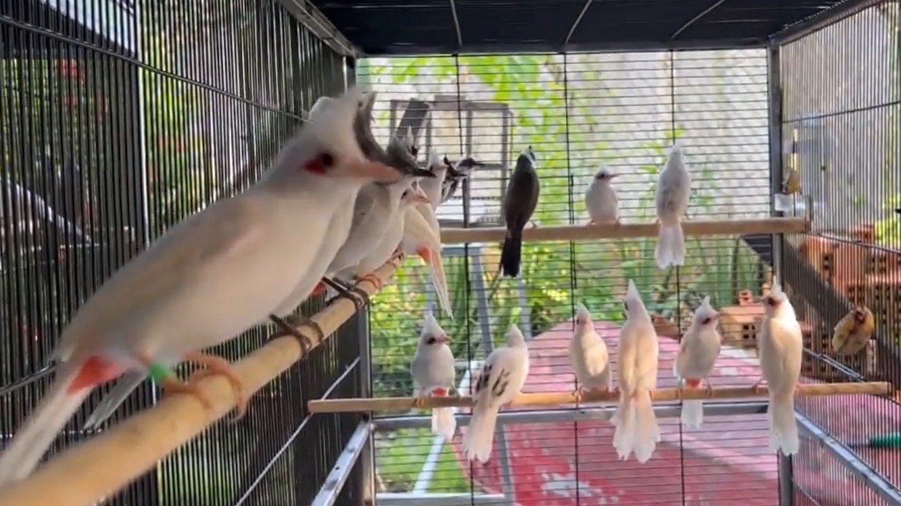 Chàng trai miền Tây sở hữu “báu vật” biết hót, thu 3 tỷ đồng/năm