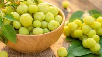 Chùm ruột - loại cây dân dã có công dụng chữa bệnh tuyệt vời