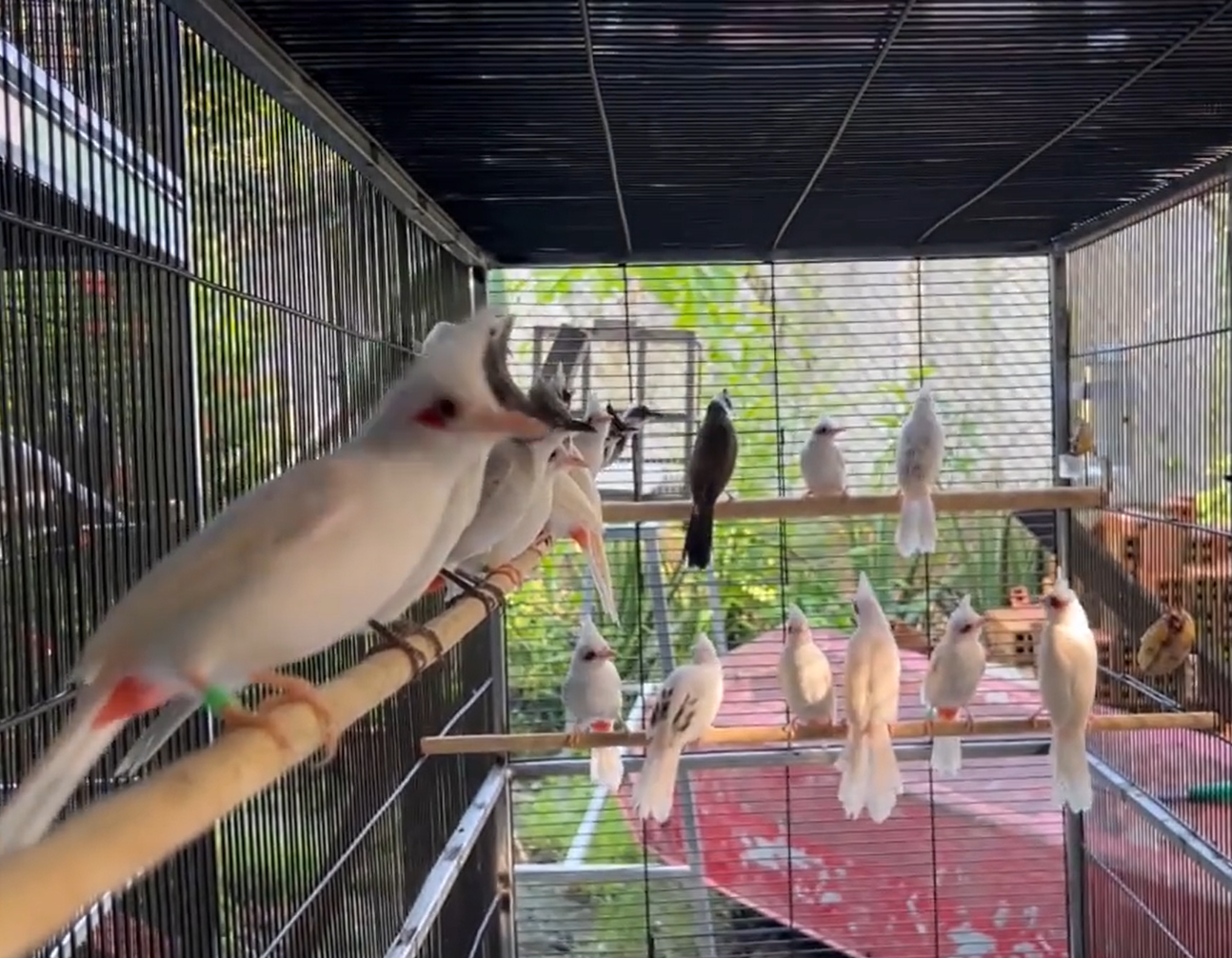 Chàng trai miền Tây sở hữu “báu vật”  biết hót, thu 3 tỷ đồng/năm