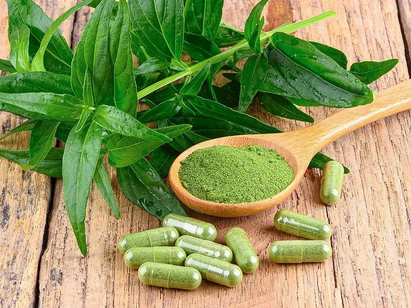 Xuyên tâm liên là một cây thuốc nam nổi tiếng