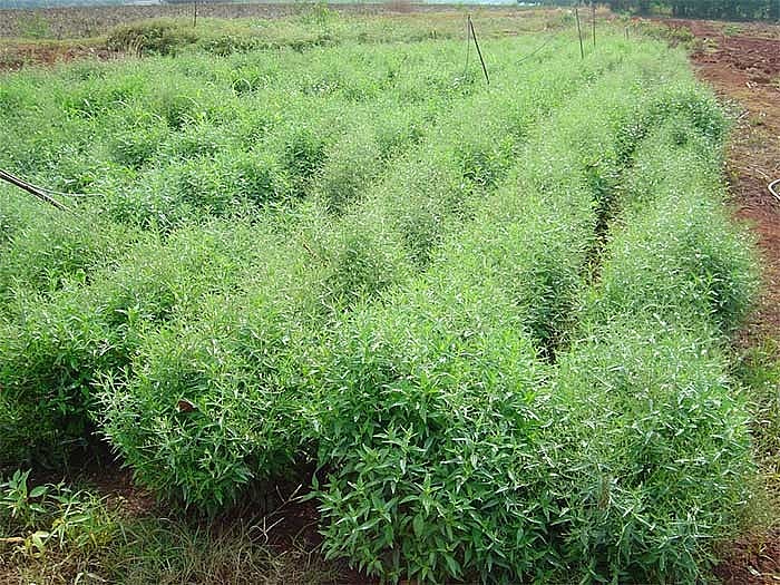 Cánh đồng xuyên tâm liên (cây lá đắng)