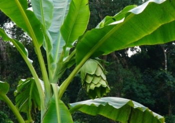 Loại cây rừng không chịu “đẻ con” có hạt vô cùng quý hiếm, giá lên tới 120.000 đồng/kg