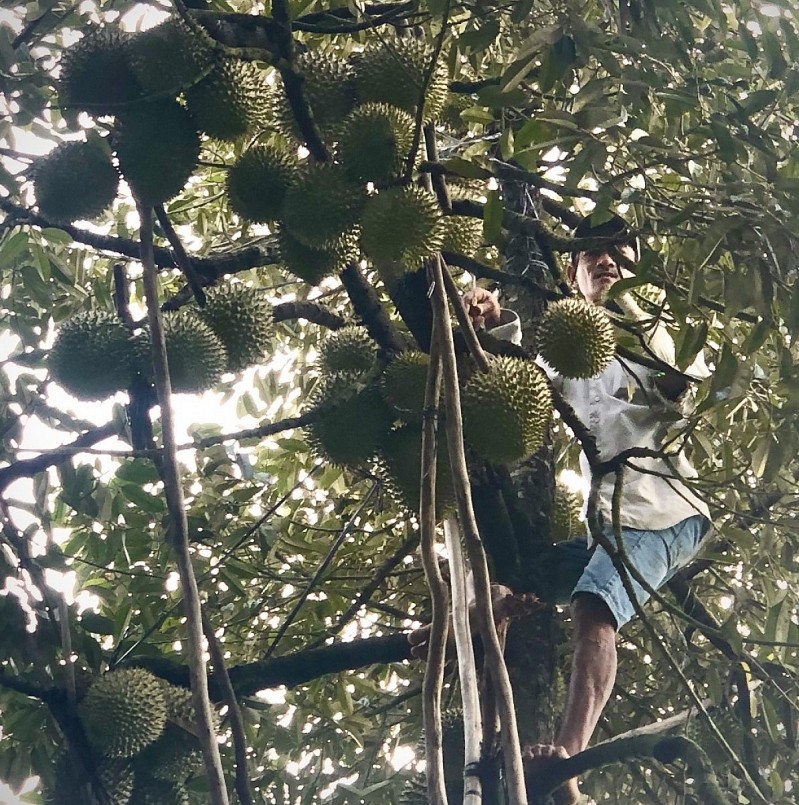 Nhà vườn tỉnh Tiền Giang thu hoạch trái sầu riêng phục vụ nhu cầu xuất khẩu chính ngạch sang thị trường Trung Quốc.