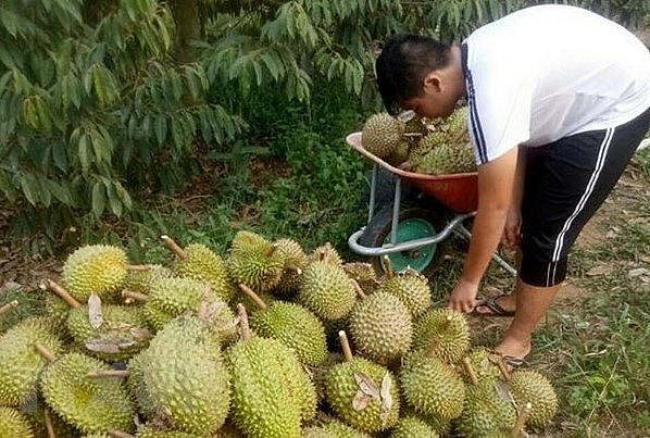 Sầu riêng được thương lái đẩy mạnh thu mua.