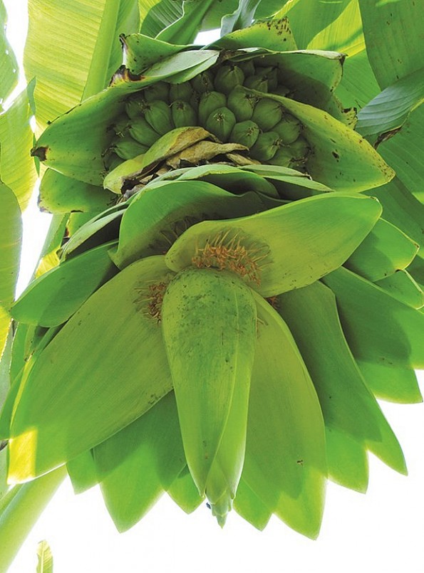 Buồng chuối cô đơn Buồng chuối cô đơn