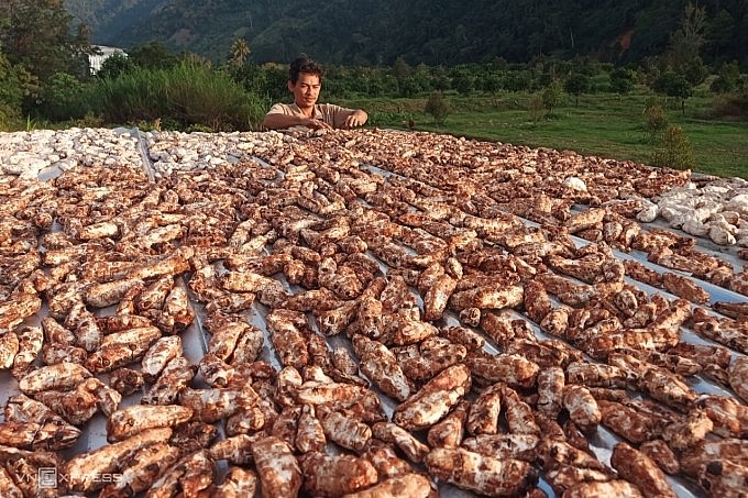 Người dân xã Phước Bình đang phơi chuối Cô đơn Người dân xã Phước Bình đang phơi chuối Cô đơn