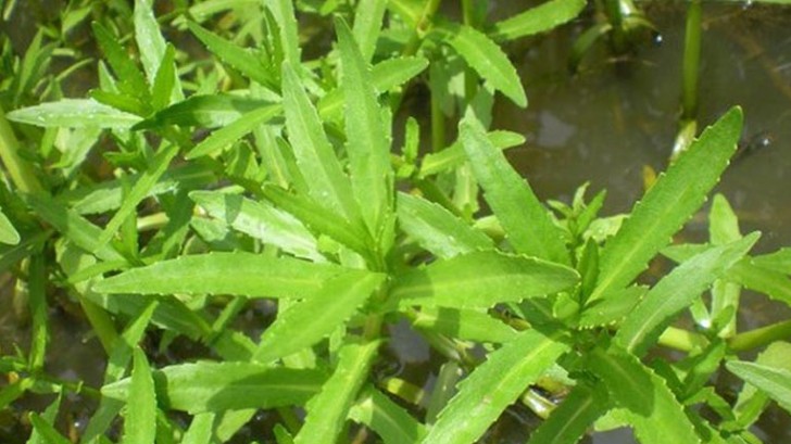 Rau ngổ - "Thần dược" tốt cho sức khỏe ít người biết