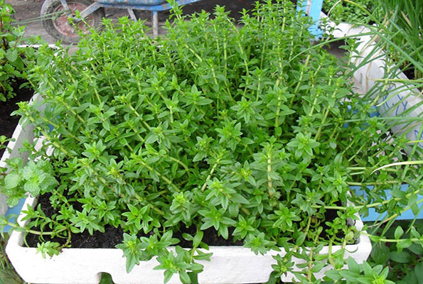 Rau ngổ - thần dược tốt cho sức khỏe ít ai biết đến Rau ngổ - thần dược tốt cho sức khỏe ít ai biết đến