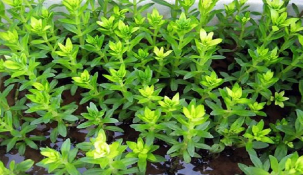 Rau ngổ - thần dược tốt cho sức khỏe ít ai biết đến Rau ngổ - thần dược tốt cho sức khỏe ít ai biết đến