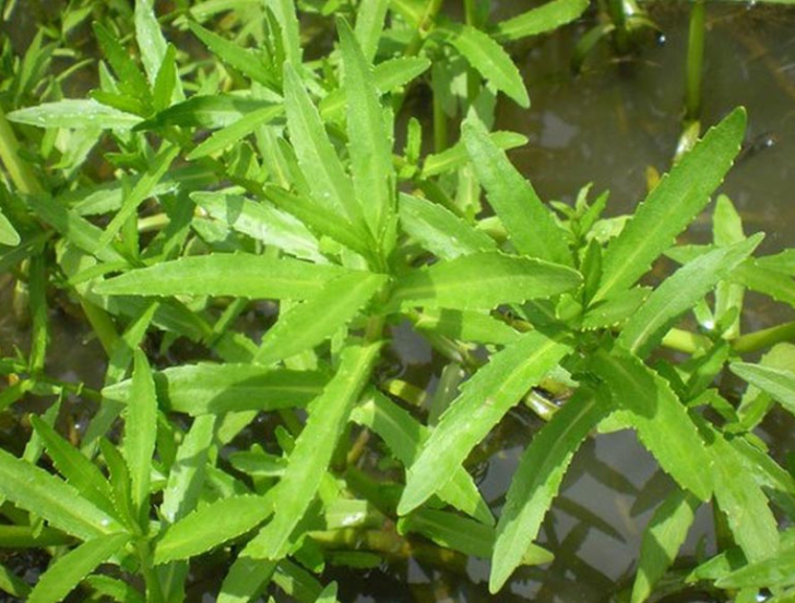 Rau ngổ - thần dược tốt cho sức khỏe ít ai biết đến Rau ngổ - thần dược tốt cho sức khỏe ít ai biết đến