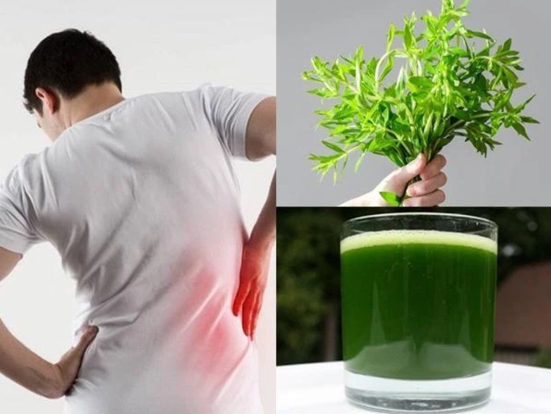 Rau ngổ - thần dược tốt cho sức khỏe ít ai biết đến Rau ngổ - thần dược tốt cho sức khỏe ít ai biết đến