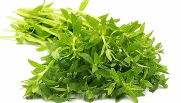 Rau ngổ - thần dược tốt cho sức khỏe ít ai biết đến Rau ngổ - thần dược tốt cho sức khỏe ít ai biết đến