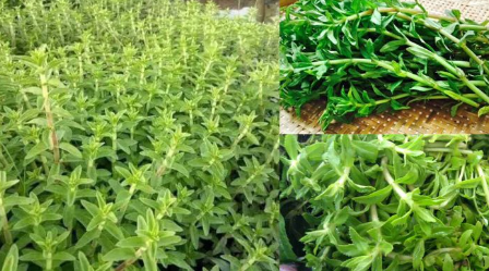 Rau ngổ - thần dược tốt cho sức khỏe ít ai biết đến Rau ngổ - thần dược tốt cho sức khỏe ít ai biết đến