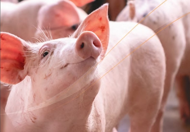 đề ra mục tiêu mỗi năm cung cấp 1 triệu con heo thương phẩm trên thị trường. đề ra mục tiêu mỗi năm cung cấp 1 triệu con heo thương phẩm trên thị trường.