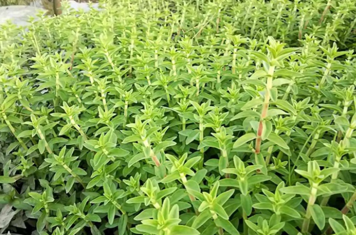 Rau ngổ - thần dược tốt cho sức khỏe ít ai biết đến Rau ngổ - thần dược tốt cho sức khỏe ít ai biết đến