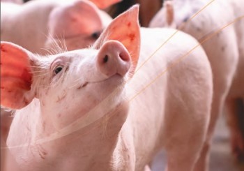 Bí quyết nào giúp 'Bầu' Đức thành công với heo ăn chuối?