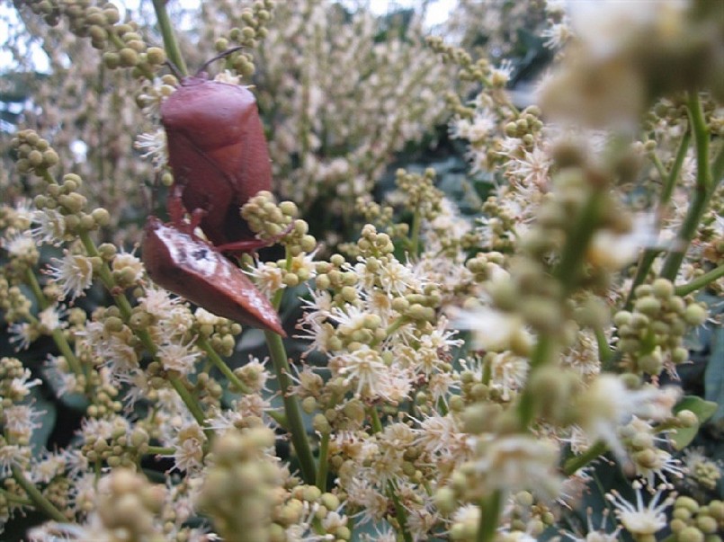 Bọ xít hại vải nhãn có tên khoa học Tessaratoma papillosa