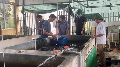 Hiệu quả mô hình nuôi ghép cá chép tại Hưng Yên