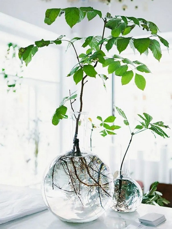 Trồng các cây cảnh lớn trong bình thủy tinh cho hình ảnh rất ấn tượng.