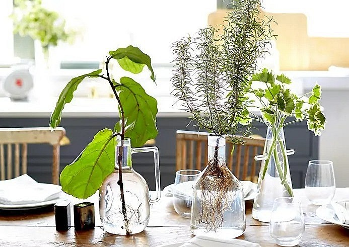 Trong bình là cây cảnh bàng Singapor, hương thảo, phong lữ được trồng trong bình thủy tinh, tạo một hình ảnh rất ấn tượng.